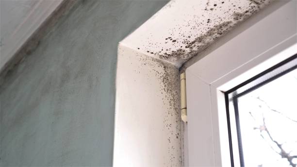 mold removal newtown square